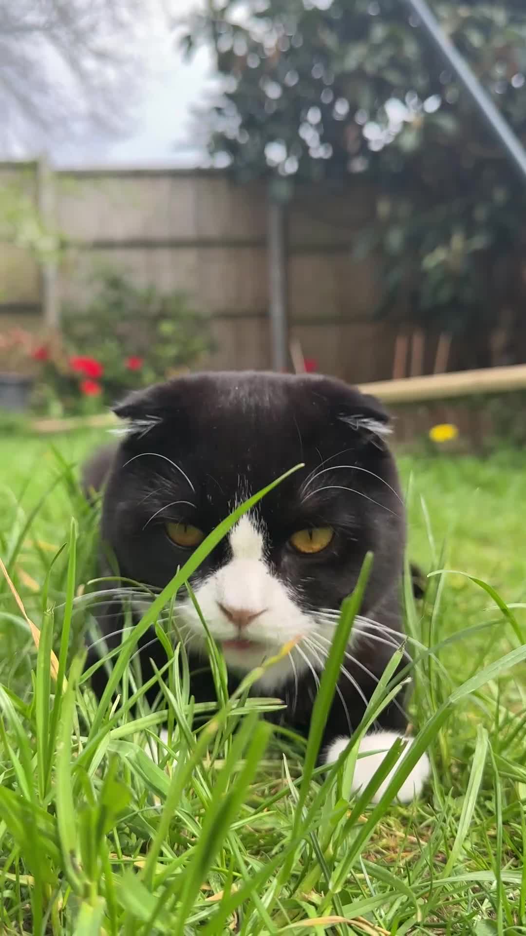 Scottish Fold cats for sale: Mr Pringles  in Brighton - Video 1