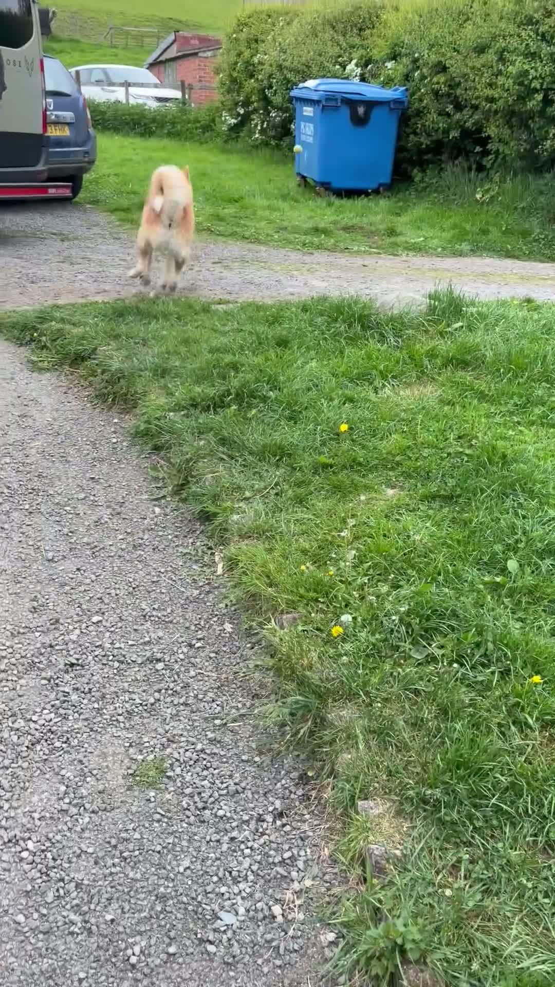 Huskita dogs for sale:   Koda – 2-Year-Old Male Huskita  - Video 1