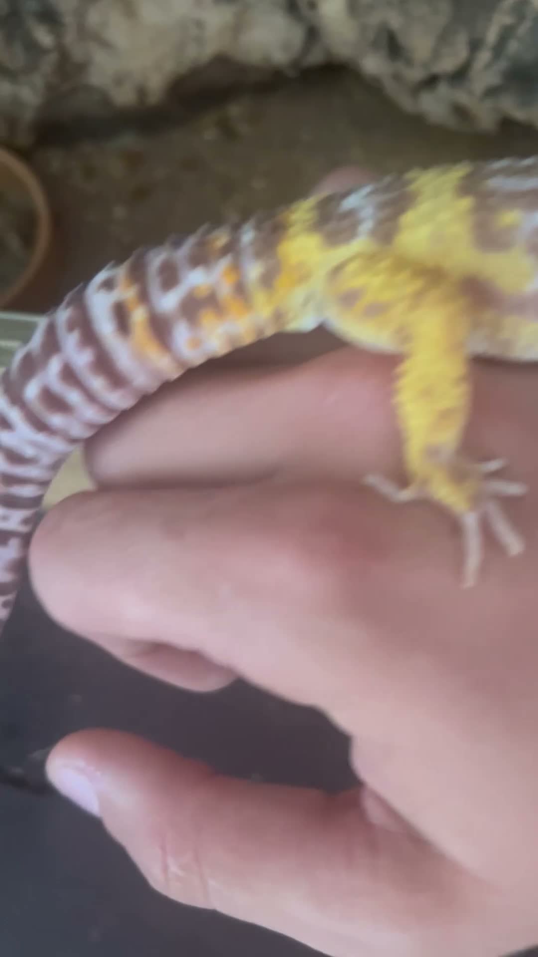 Leopard Gecko reptiles for sale: Leopard gecko and enclosure STEAL! - Video 1