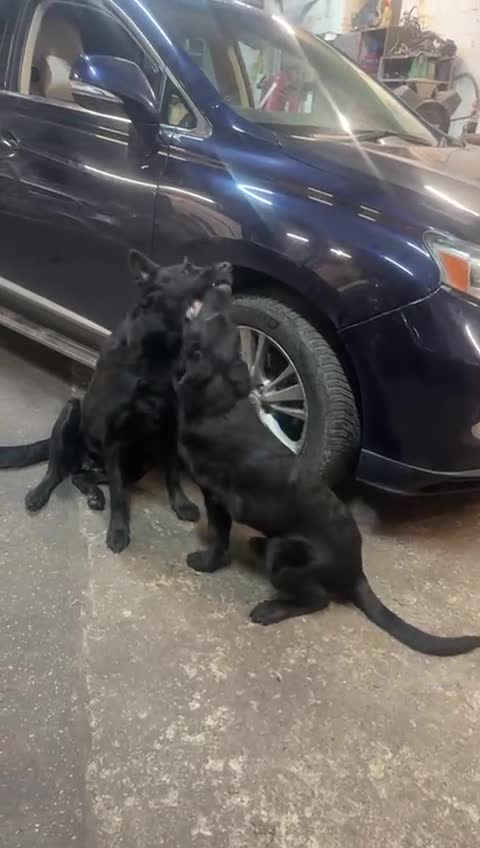 German Shepherd dogs for sale: KC Reg DDR GSD Puppy Rare Bloodline - Video 1
