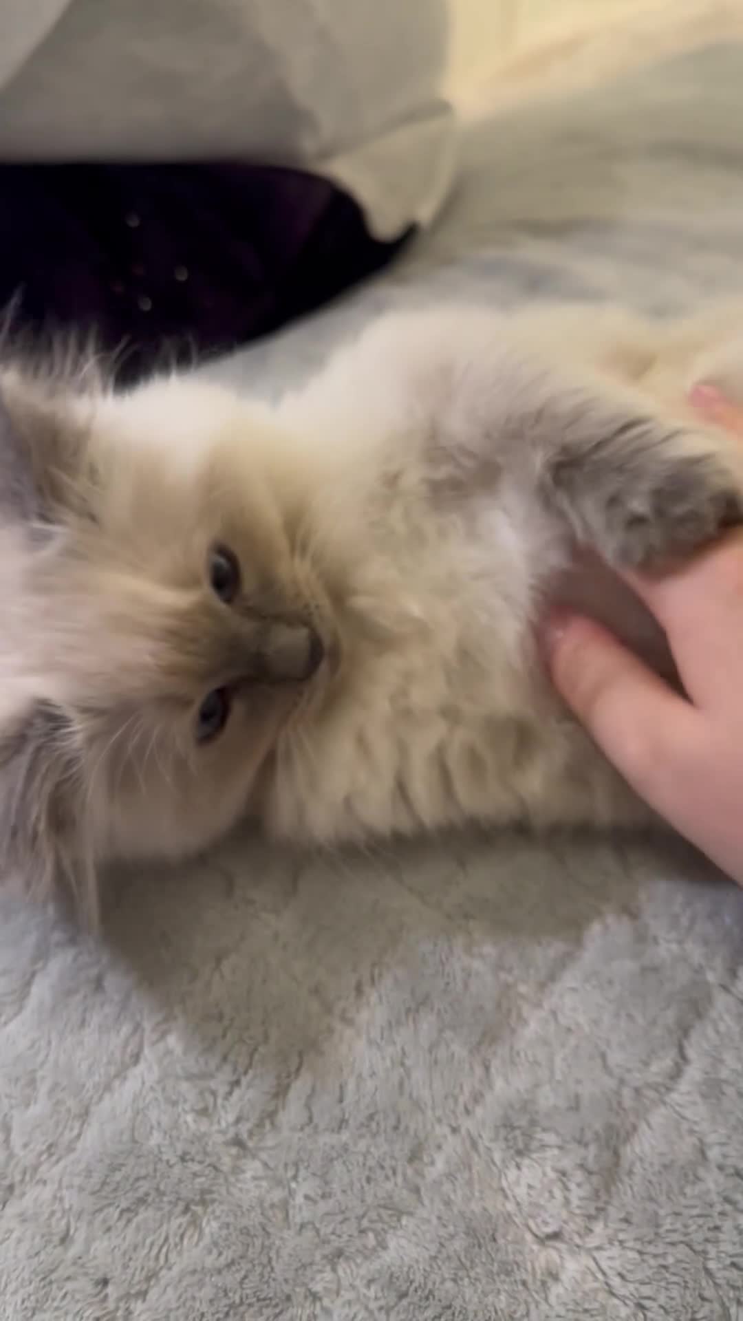 Ragdoll cats for sale: Stunning Ragdoll Kittens - Video 5