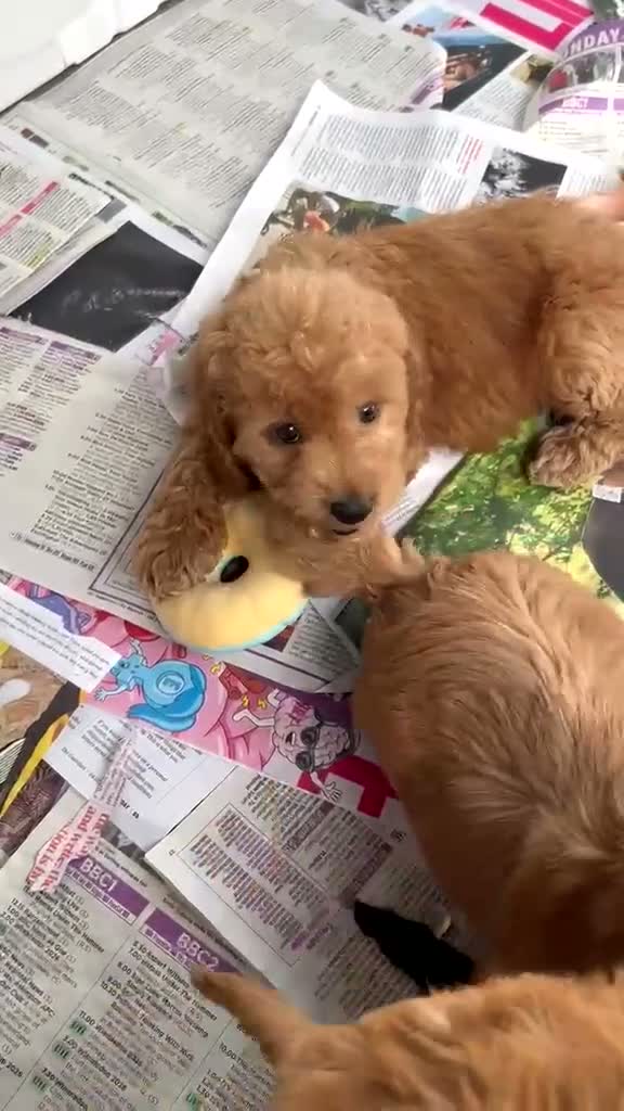 Cockapoo dogs for sale: F1 beautiful miniature cockapoos  - Video 1