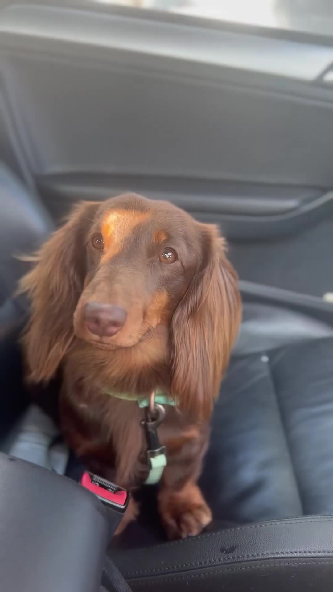 Miniature Dachshund dogs for stud: Chocolate and tan long haired stud in Bromsgrove - Video 3