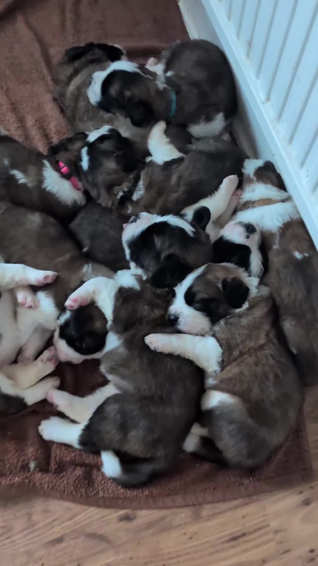 Saint Bernard dogs for sale: Saint Bernards KC registered, Hip and Elbow scored - Video 2
