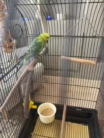 Budgerigars birds for sale: Girl budgie  in Hull - Video 1