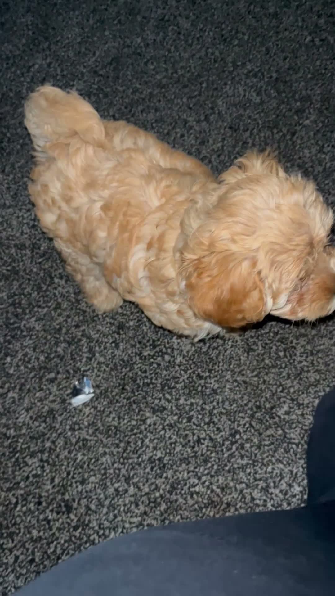 Cavapoo dogs for sale: Cavapoo - Video 2