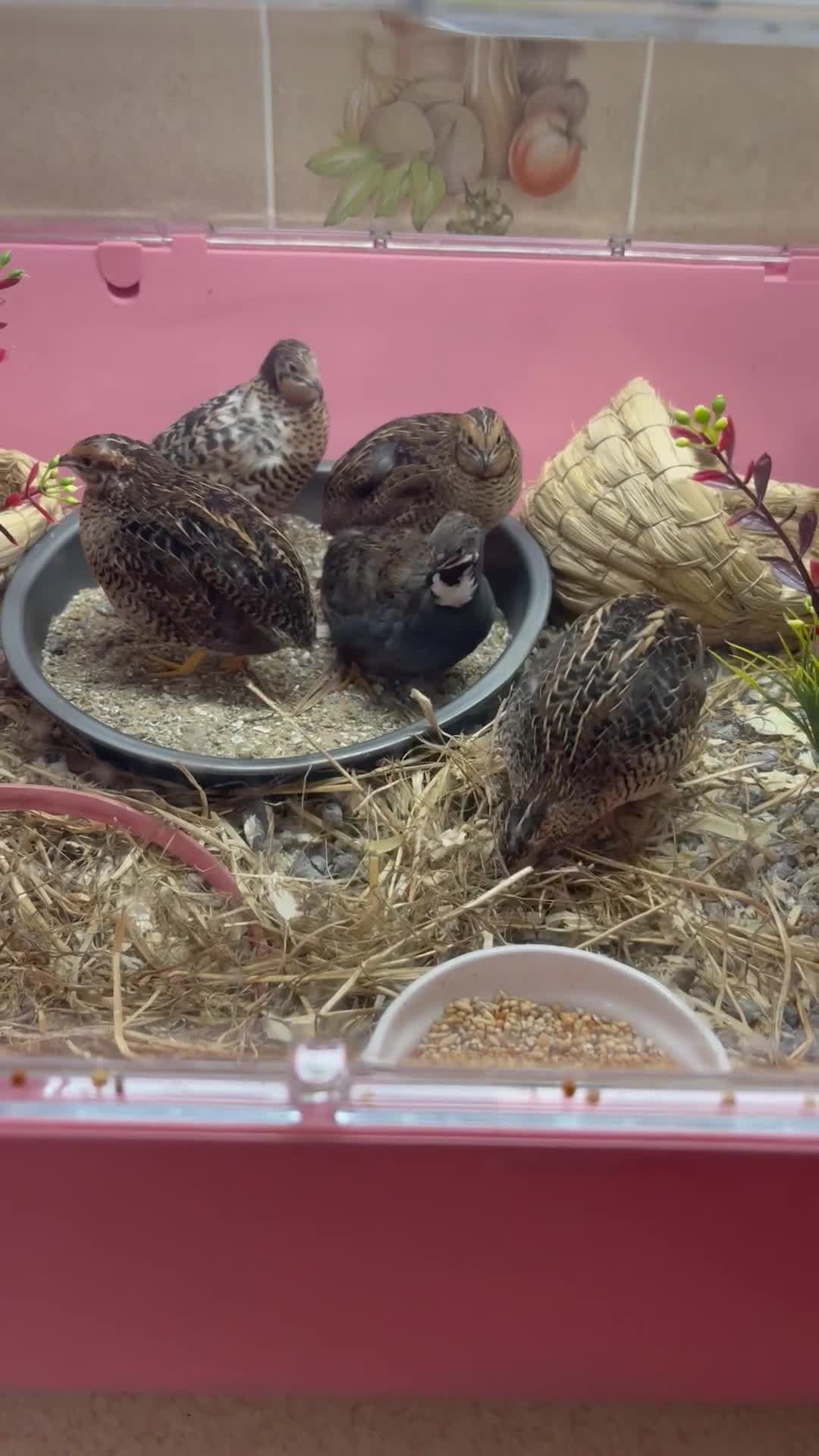 Quail poultry for sale: Button quails  - Video 1