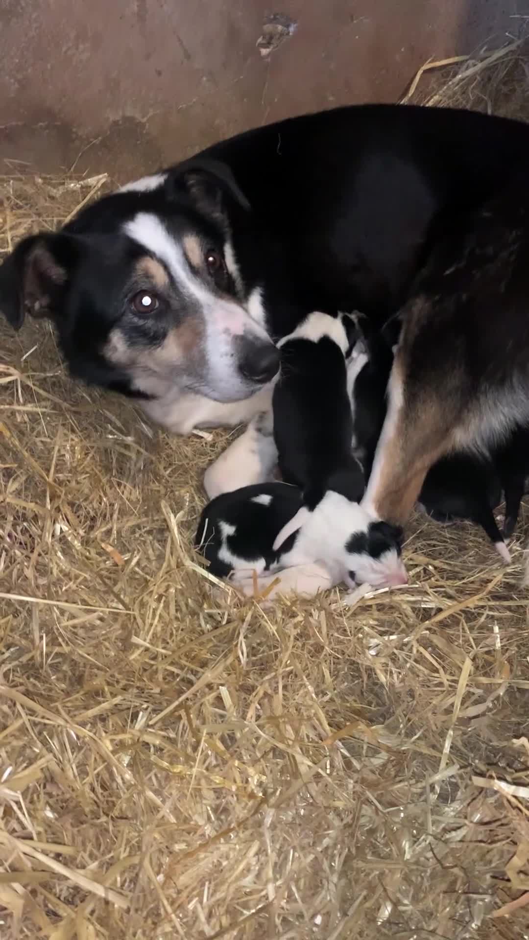 Border Collie dogs for sale: Border collie pups from working farm  - Video 1