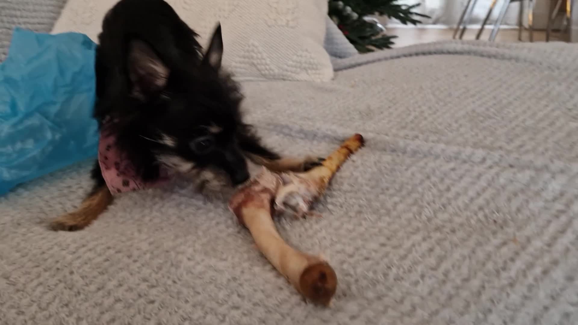 Chorkie dogs for sale: Chorkie called Angel - Video 1