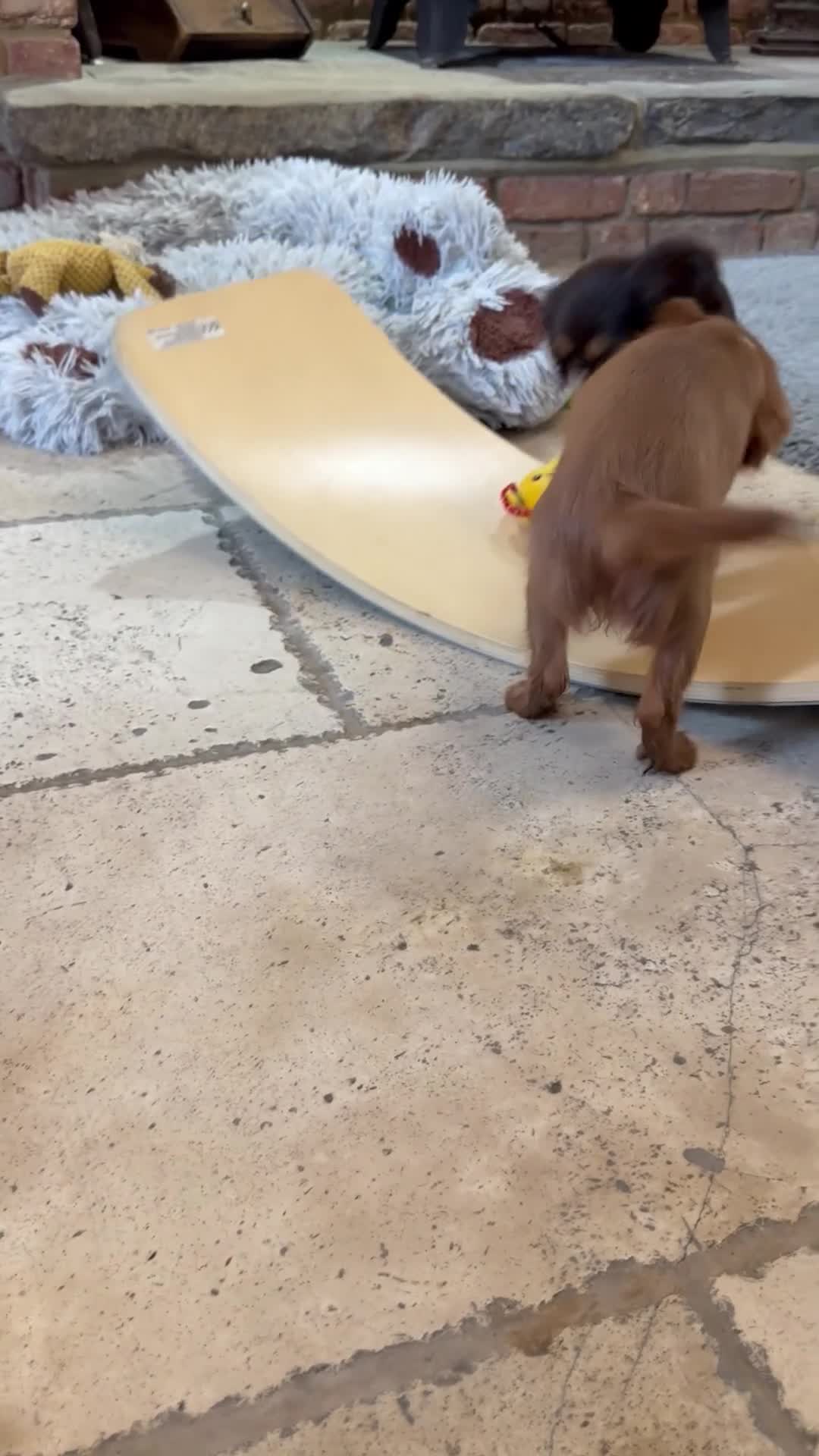 Cavalier King Charles Spaniel dogs for sale: Chocolate and tan Cavalier king charles - Video 2