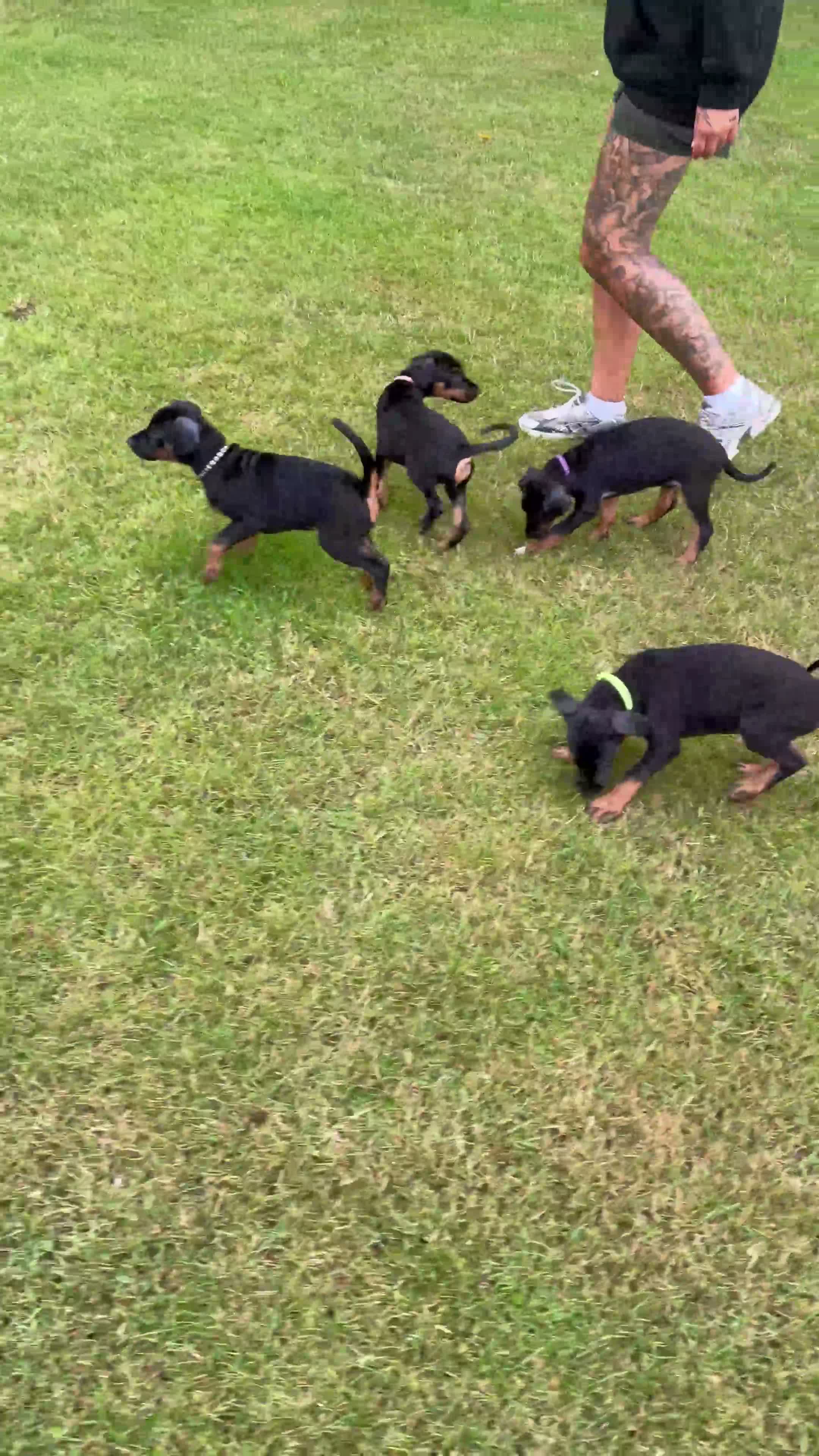 Dobermann dogs for sale: 1 FEMALE READY TO LEAVE NOW!! | Doberman pups!  - Video 3