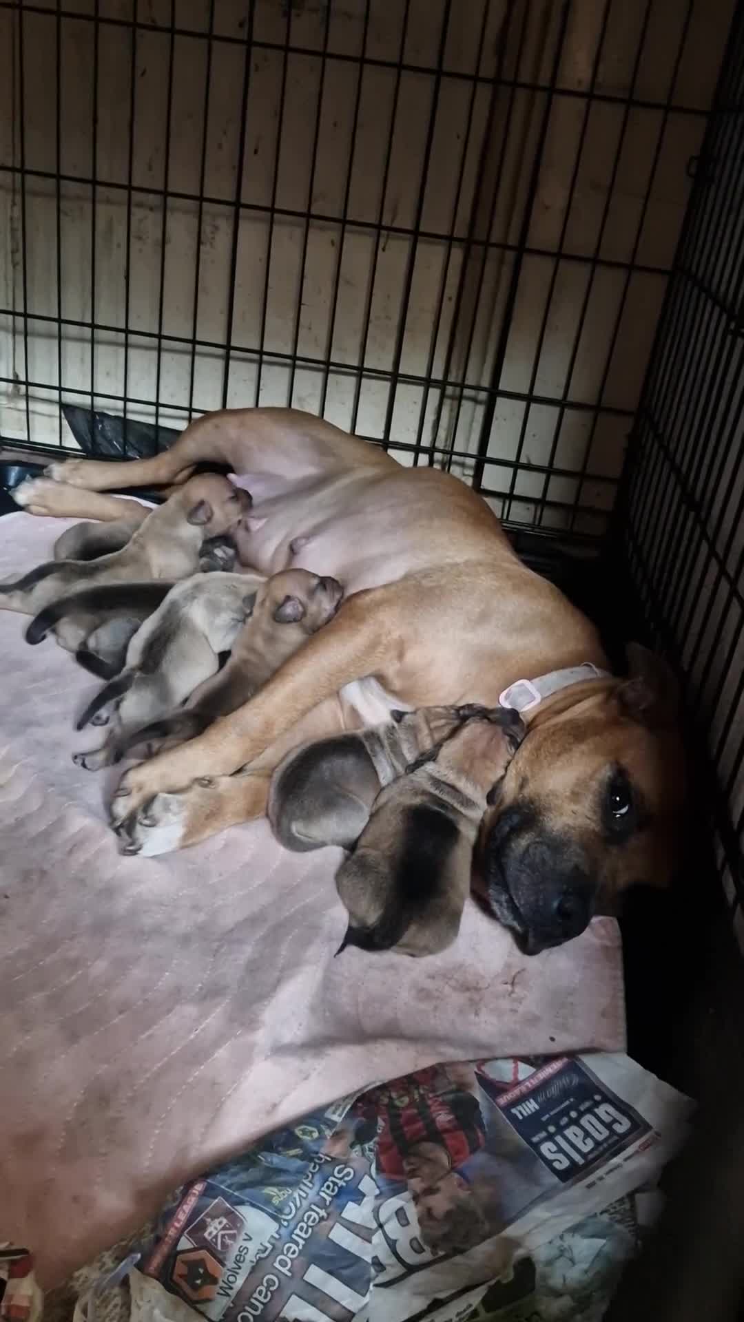 Mixed Breed dogs for sale: Staffy X Miniature Dachsund Puppies - Video 2