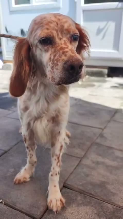 English Setter dogs for adoption: Alex! in Scarborough - Video 1