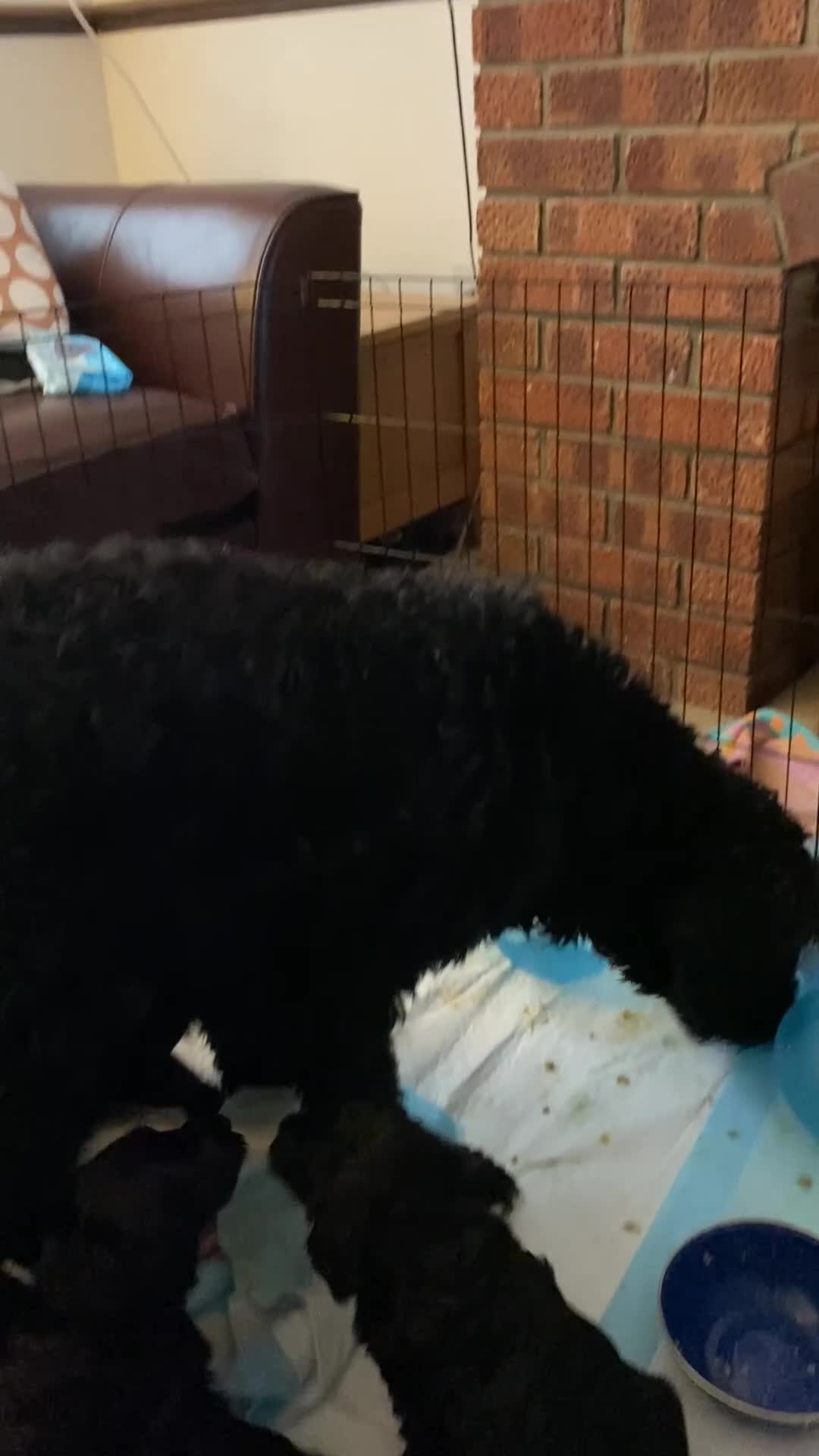 Labradoodle dogs for sale: F1b Black Labradoodle pups boy x2 girl x2 in Belvedere - Video 2