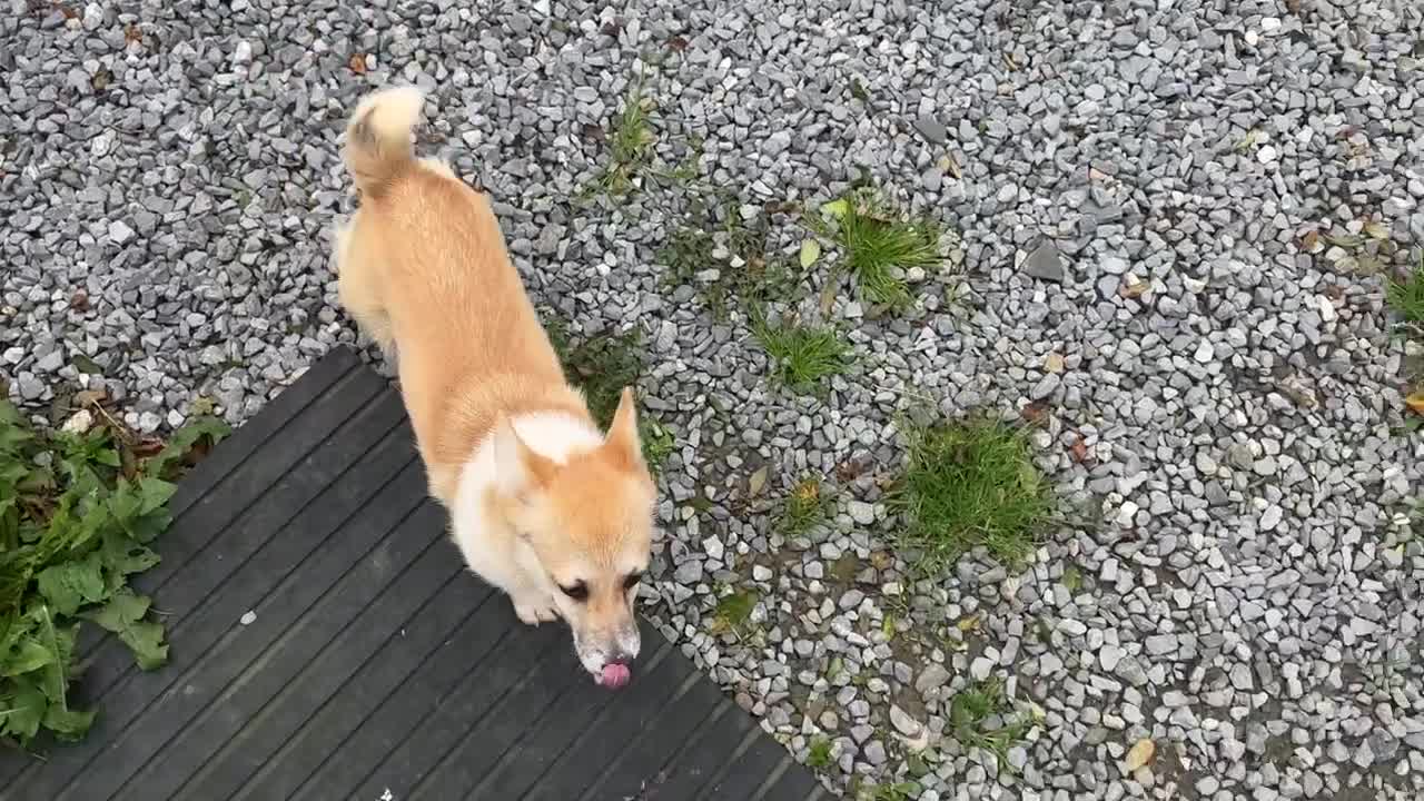 Welsh Corgi Pembroke dogs for sale: Camilla Kc reg Female Pembrokeshire corgi for sale - Video 1