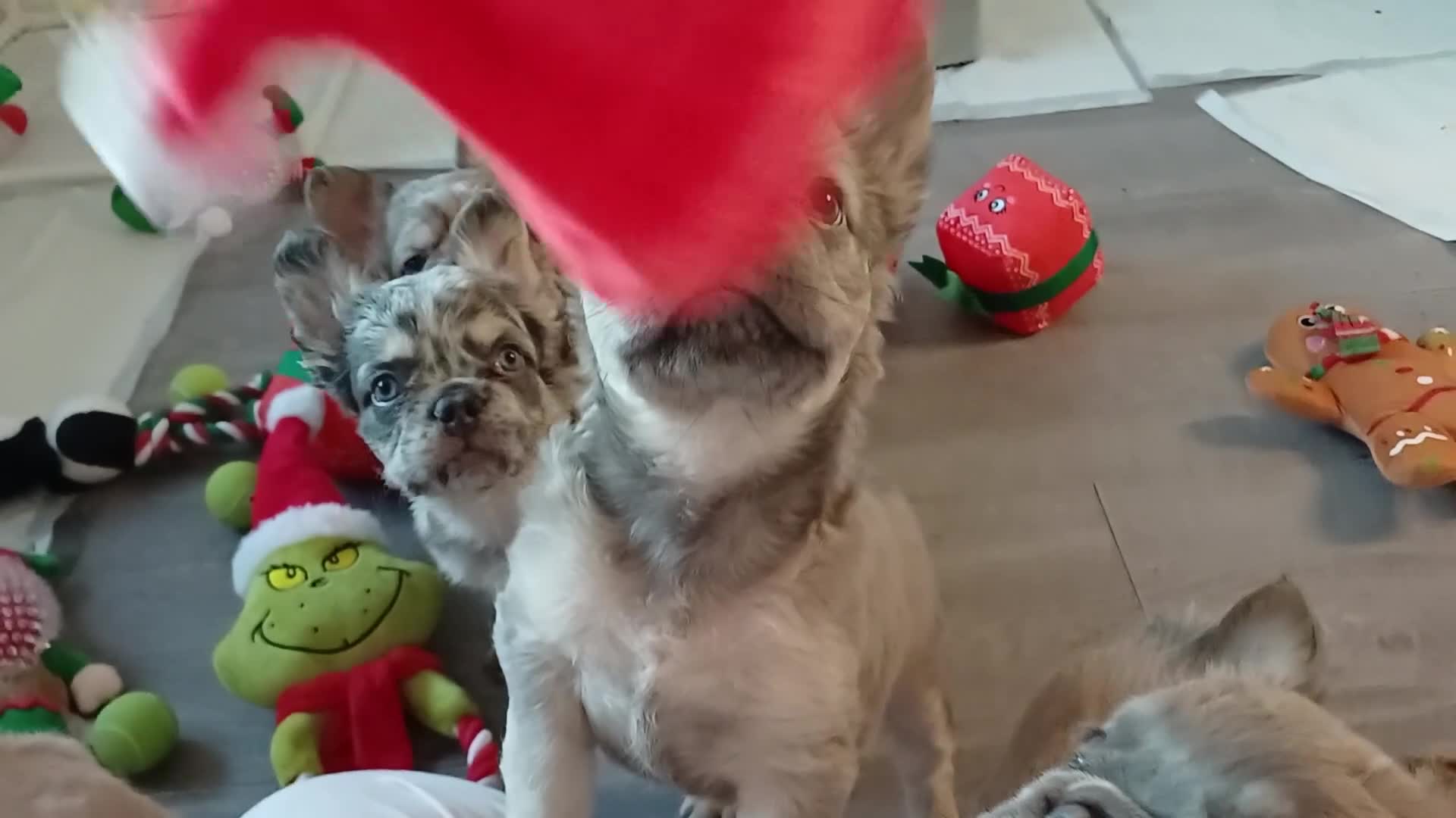 French Bulldog dogs for sale: Adorable fluffy frenchies ready for loving homes - Video 1