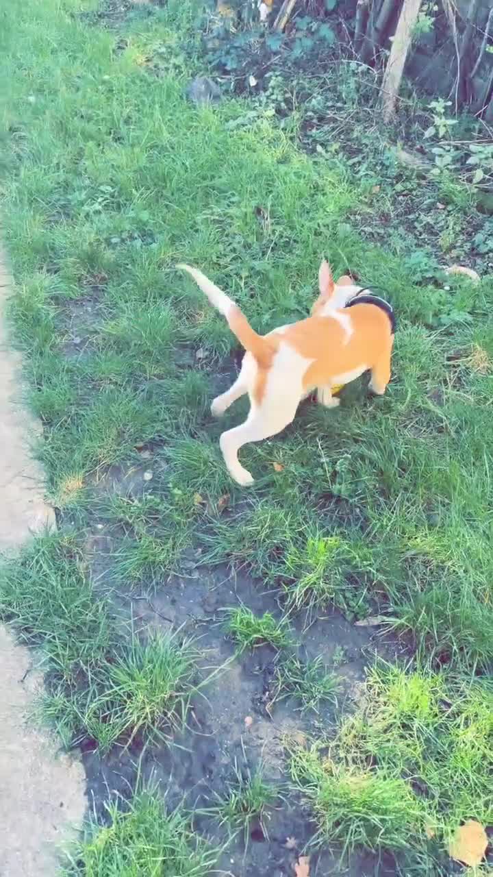 Mixed Breed dogs for sale: 1 puppy  - Video 1