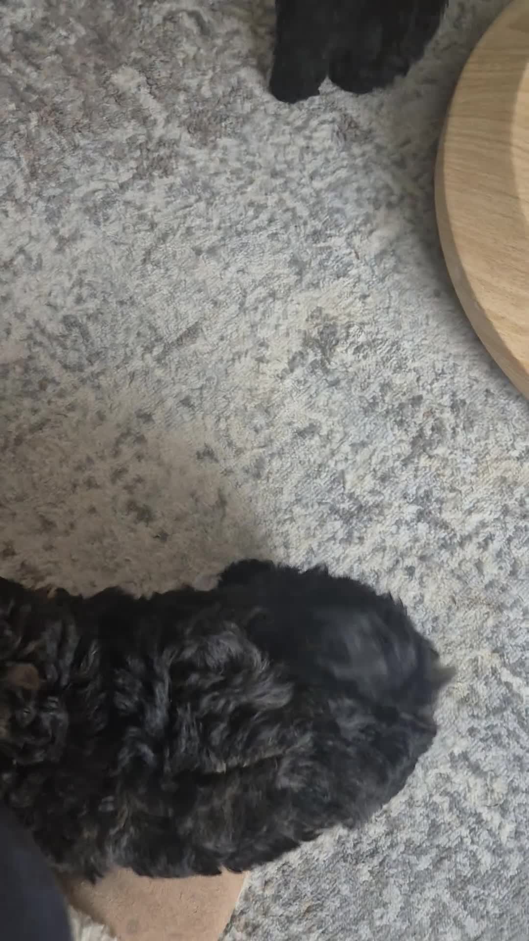 Pomapoo dogs for sale: Pomapoo x Toy Poodle 1 female left in Inverness - Video 1