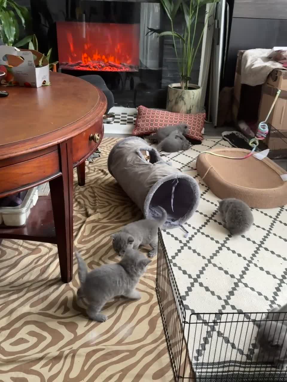 British Shorthair cats for sale: 🐾 British Shorthair × Scottish Straight Kittens - Video 3