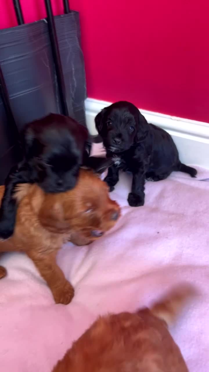 Cockapoo dogs for sale: F2 cockapoos  - Video 1