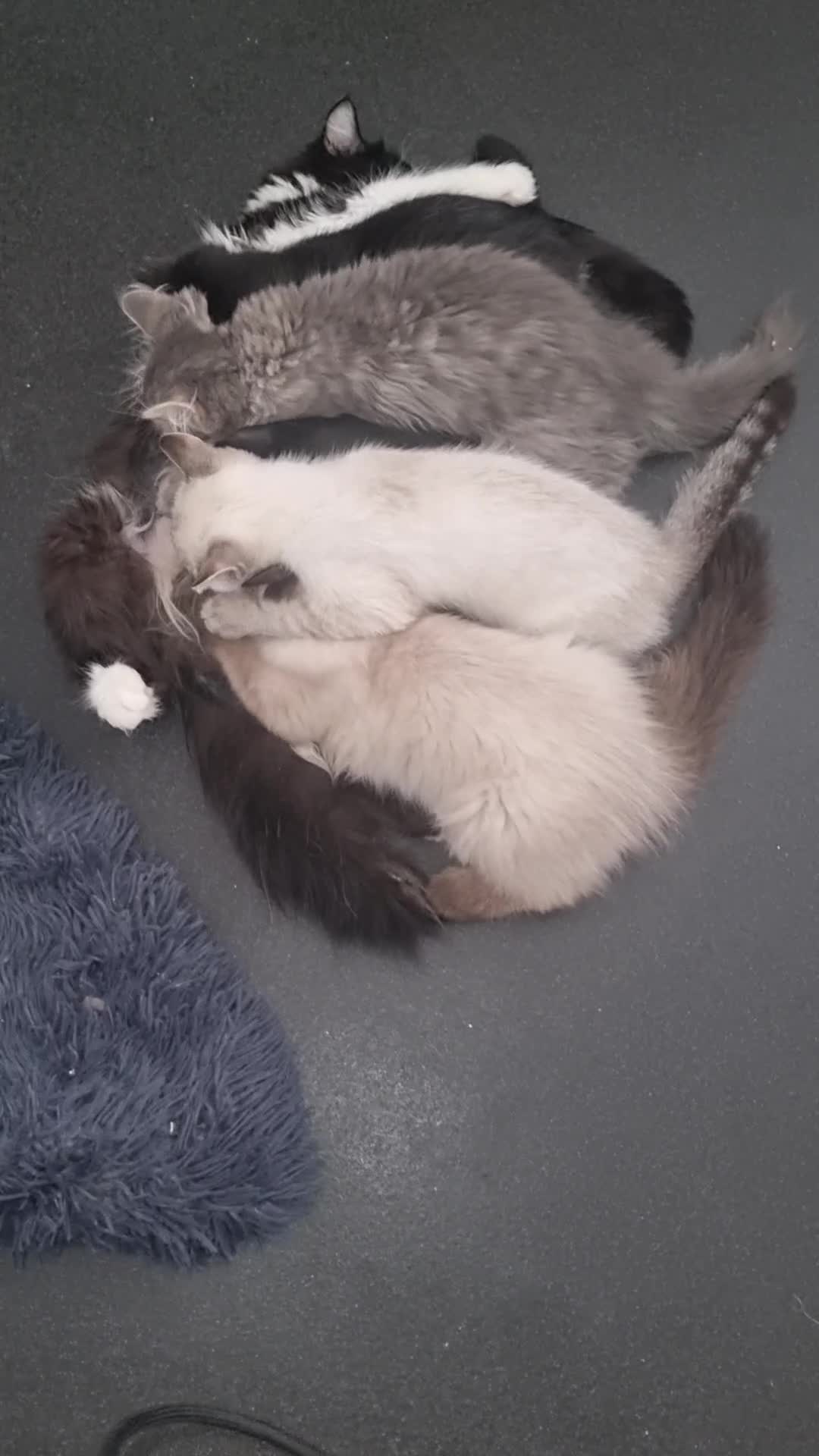 Mixed Breed cats for sale: 5 cute kittens available  - Video 1