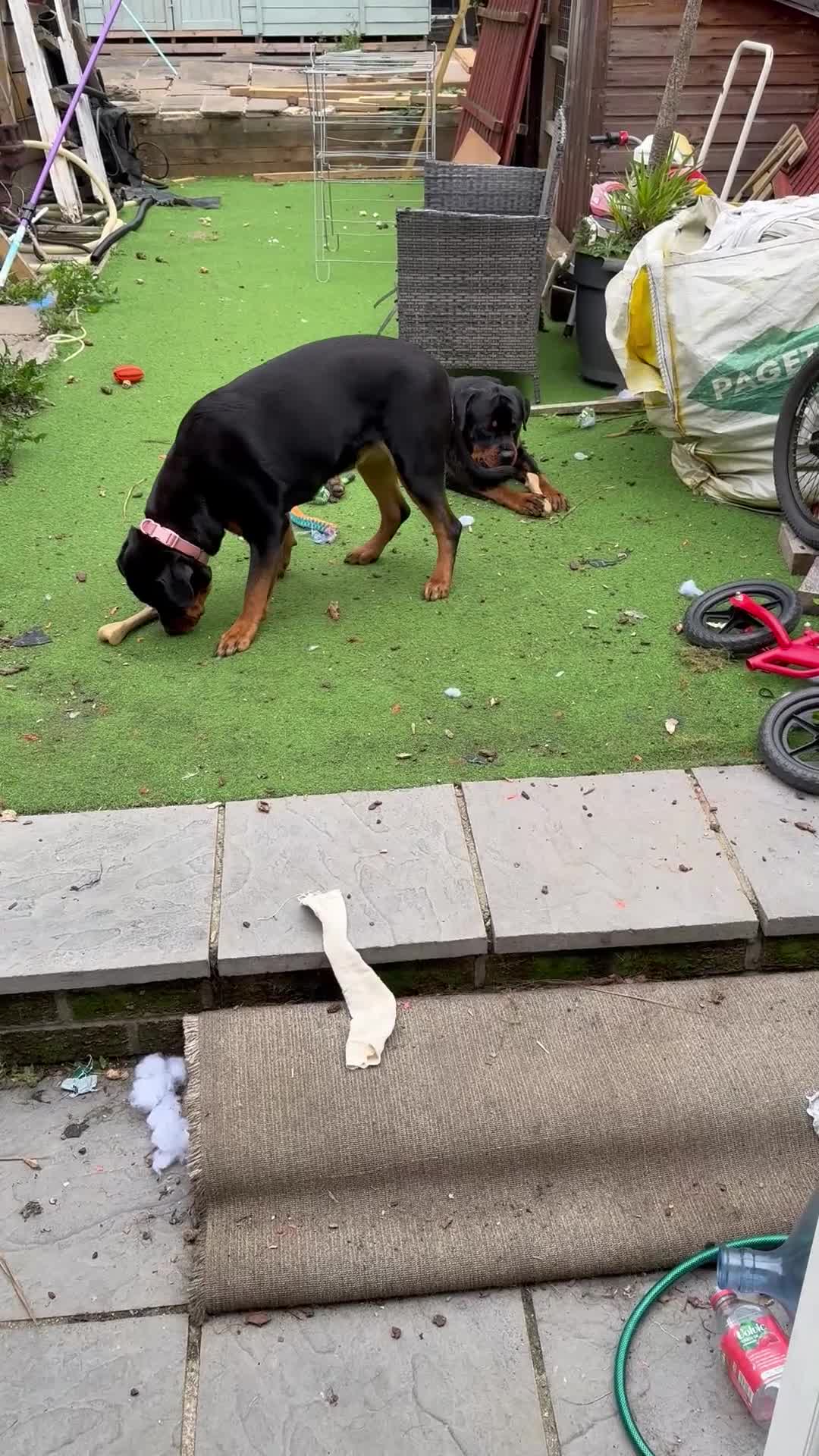 Rottweiler dogs for sale: 1 year old female Rottweiler for sale  - Video 1