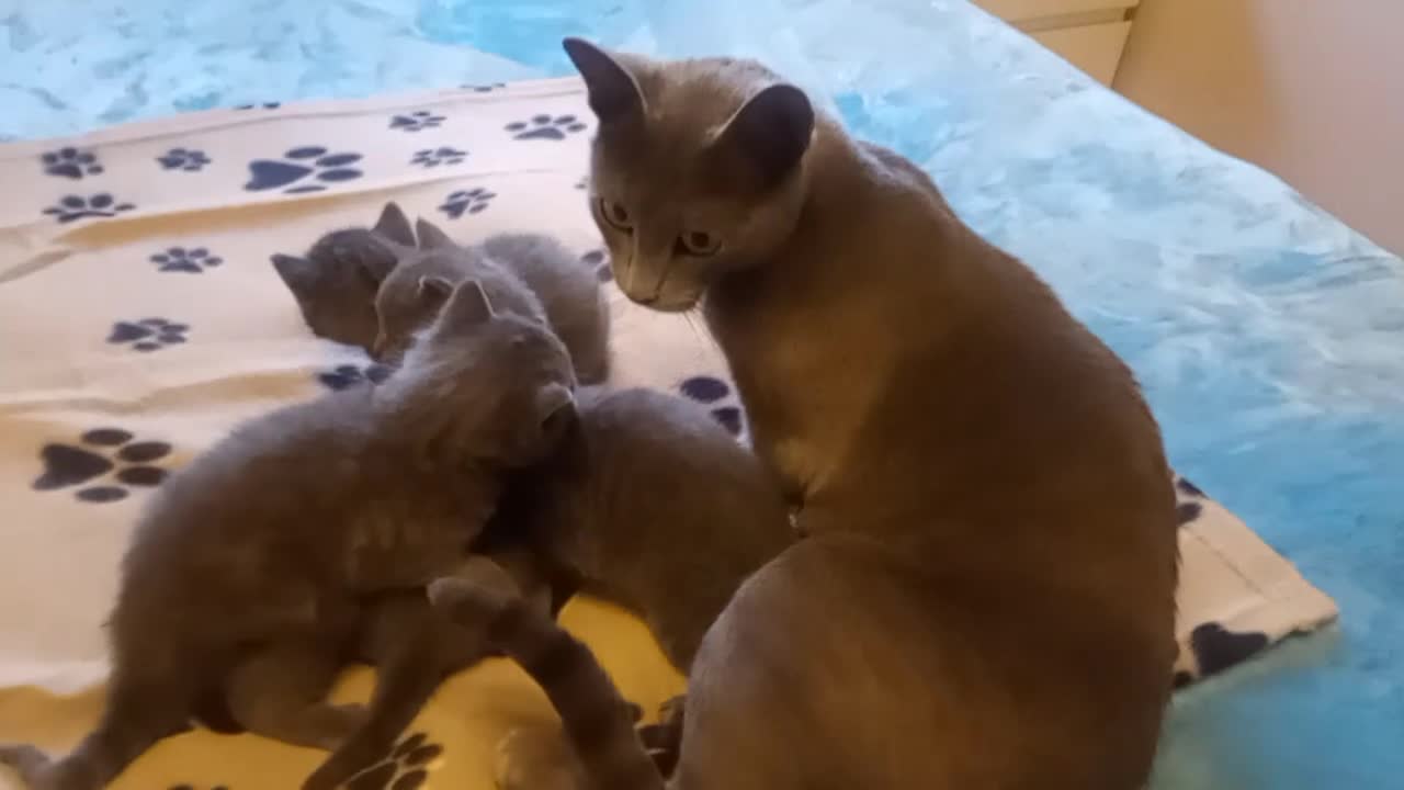 Russian Blue cats for sale: Russian Blue kittens for sale 2 Boys and 2 Girls - Video 3