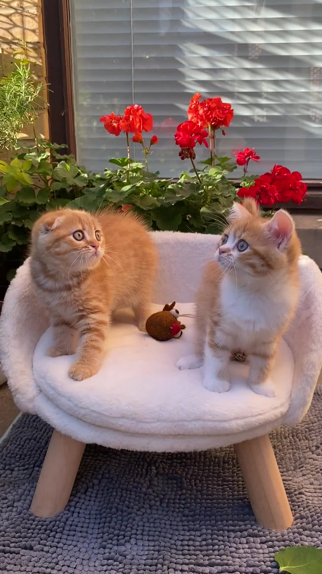 Scottish Fold cats for sale: LICENSED CATTERY, PURE BREED TOP QUALITY KITTENS - Video 3