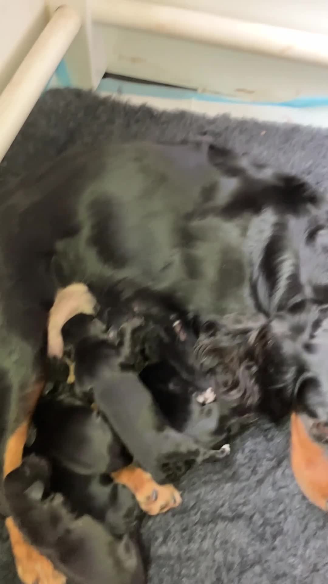 Cocker Spaniel dogs for sale: Ready to go -Quality Working Cocker Spaniel KC reg in Stone - Video 1