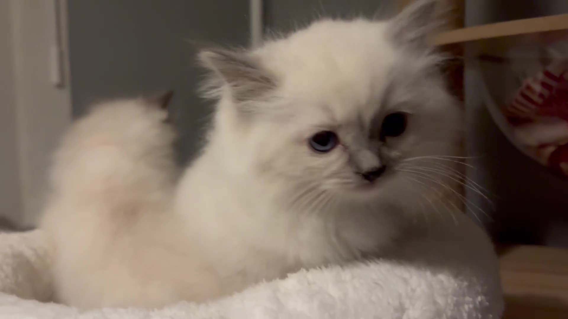 Ragdoll cats for sale: Tica European Ragdoll kittens  - Video 1
