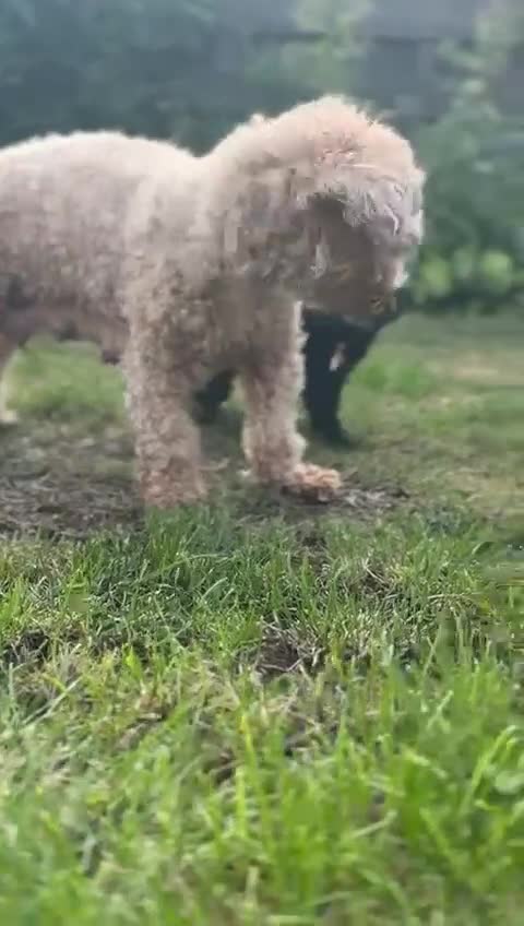 Maltipoo dogs for sale: Gorgeous 4-week-old Maltipoo puppies  - Video 1