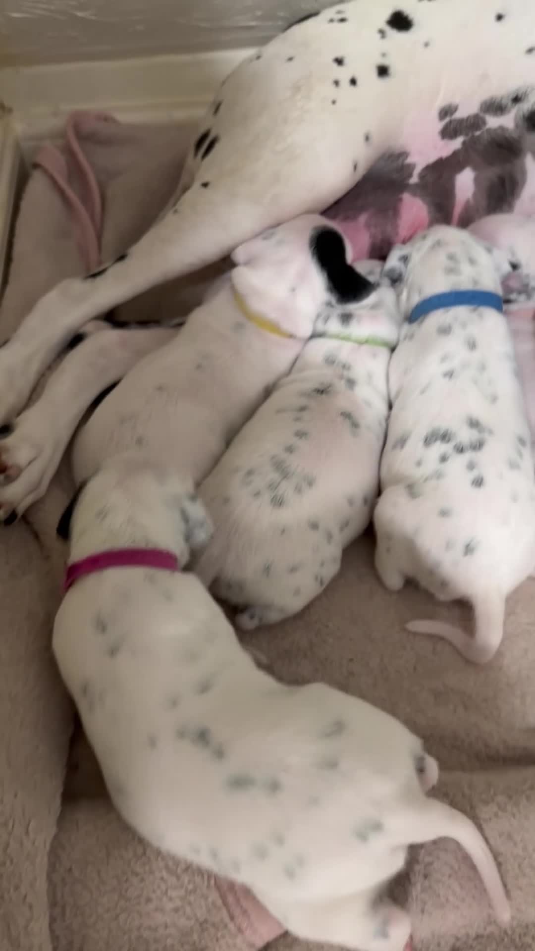 Dalmatian dogs for sale: RKG Dalmatian pups ready this weekend  - Video 4