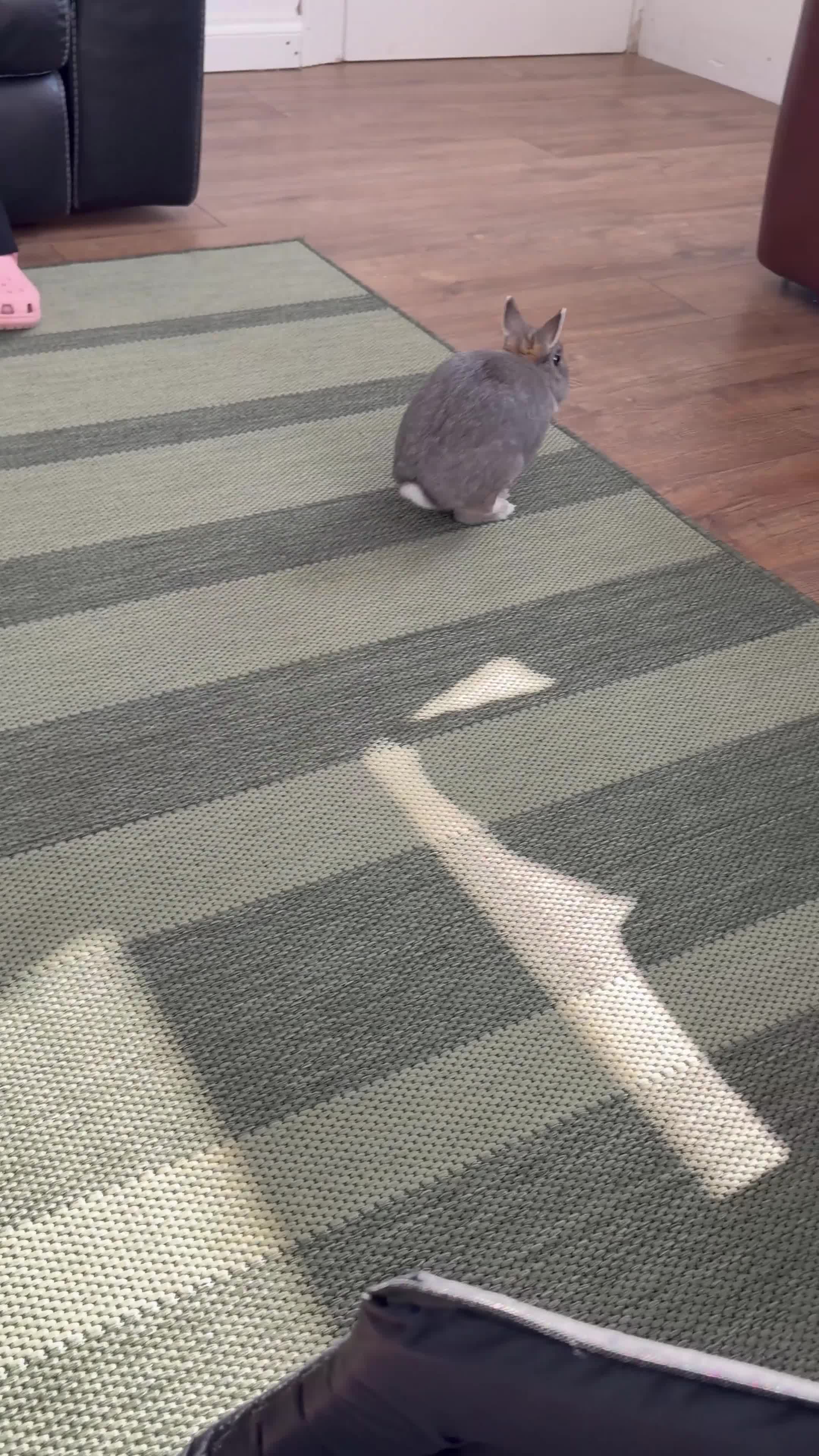 Netherland Dwarf rabbits for sale: 🐰Netherland Dwarf Rabbit for Sale–Friendly & Calm in Swanley - Video 2