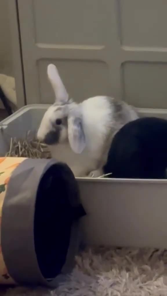 Mini Lop rabbits for sale: Beautiful mini lops - Video 1