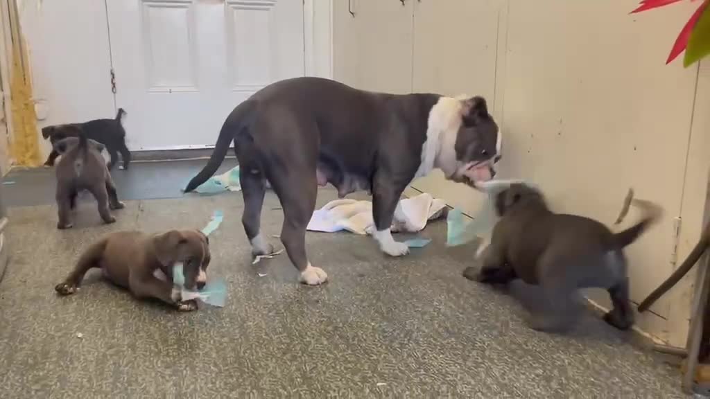 Mixed Breed dogs for sale: Victorian Bulldog × Staffy Puppies 4 Loving Homes - Video 3