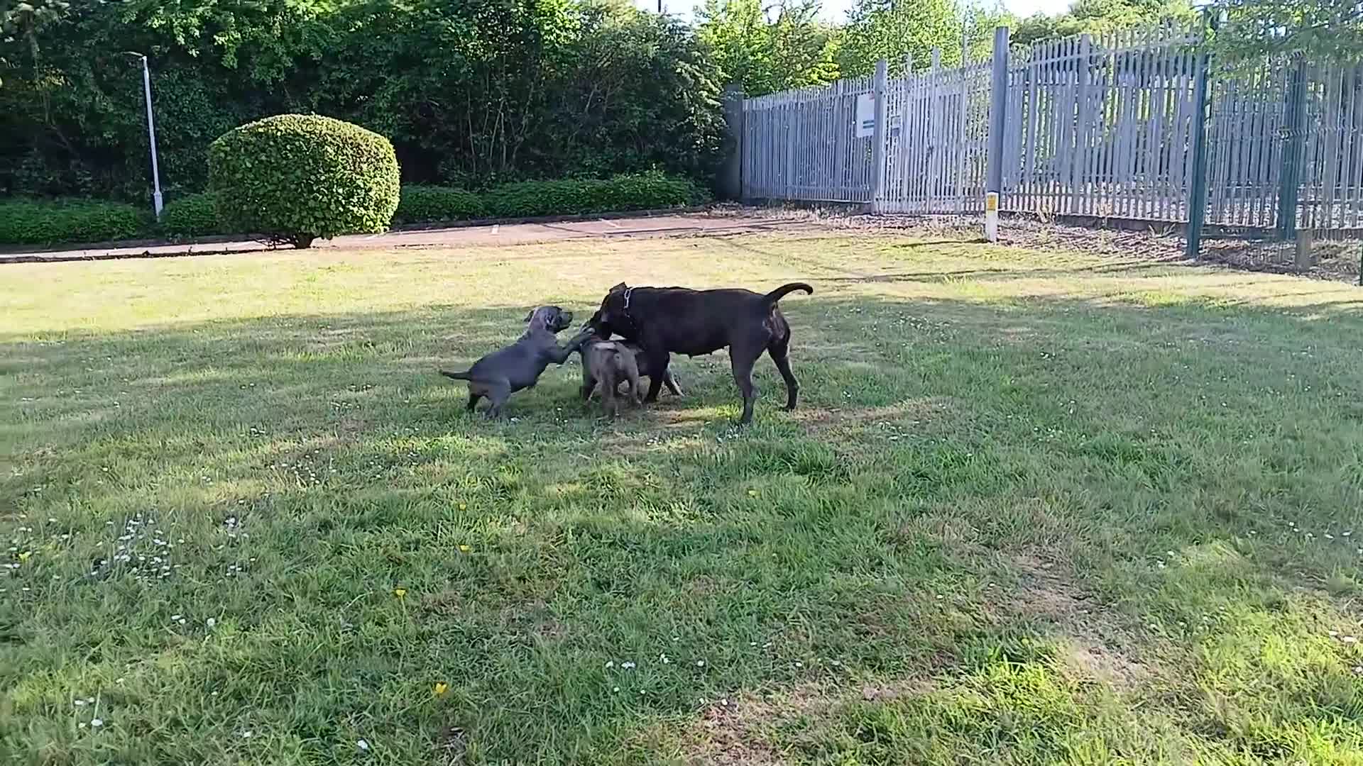 Staffordshire Bull Terrier dogs for sale: STUNNING Staffordshire bull terrier puppies in Birmingham - Video 1