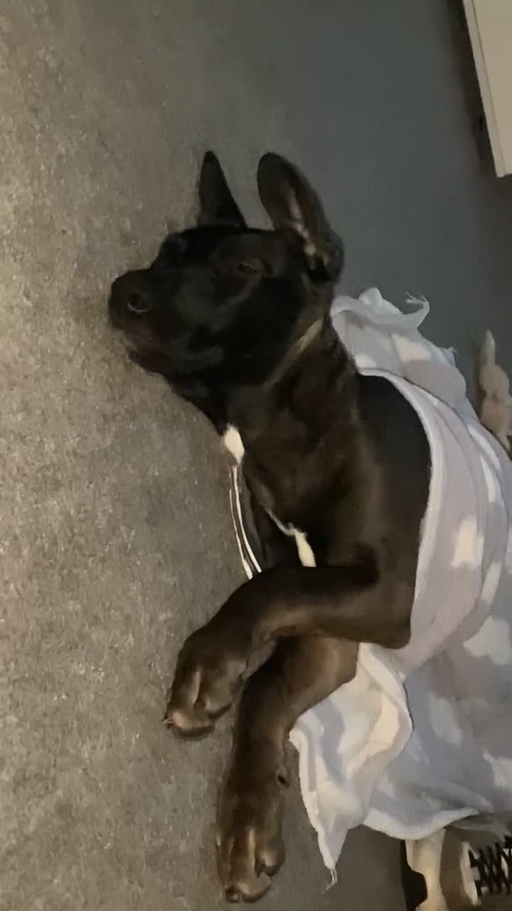 Mixed Breed dogs for sale: Staffy x Akita x ridgeback Girl  - Video 5