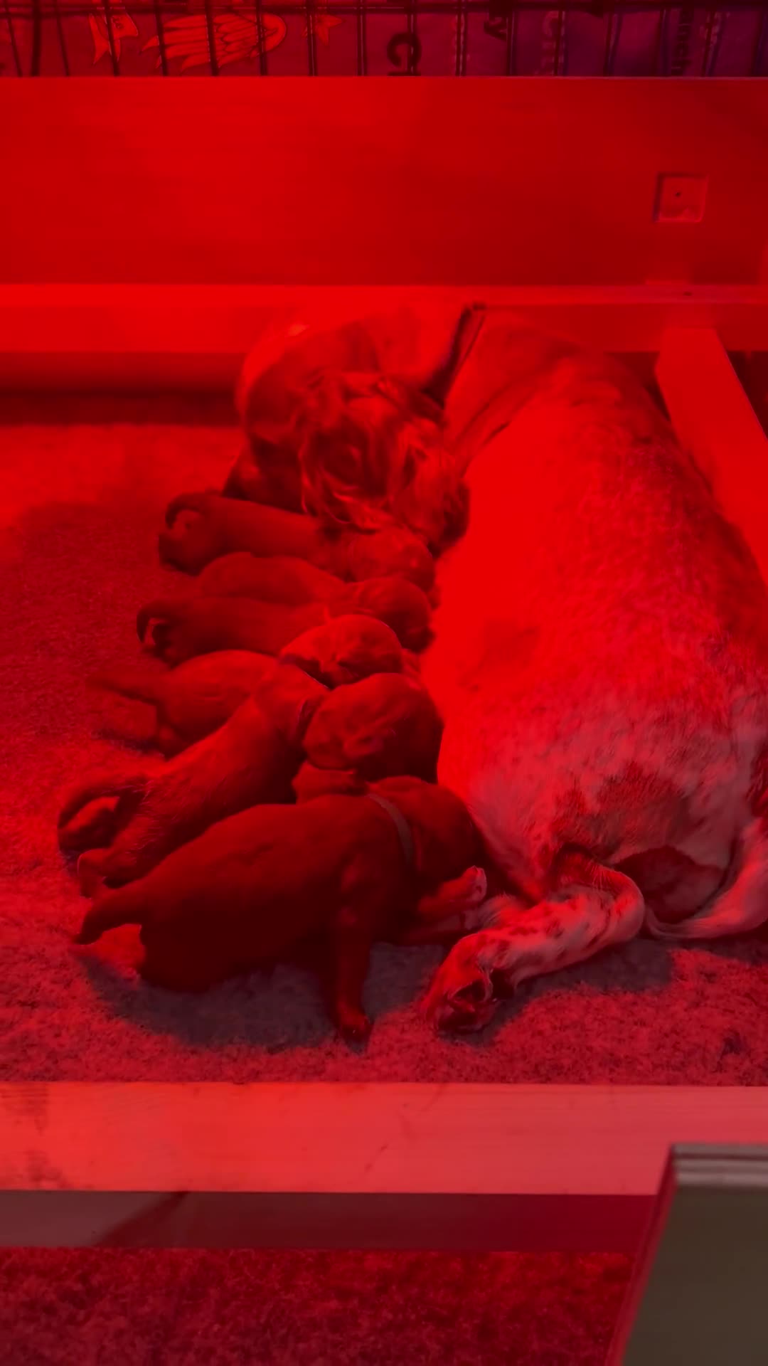 Cockapoo dogs for sale: Gorgeous Fox Red Cockapoo Puppies avail 15/12/25 - Video 1