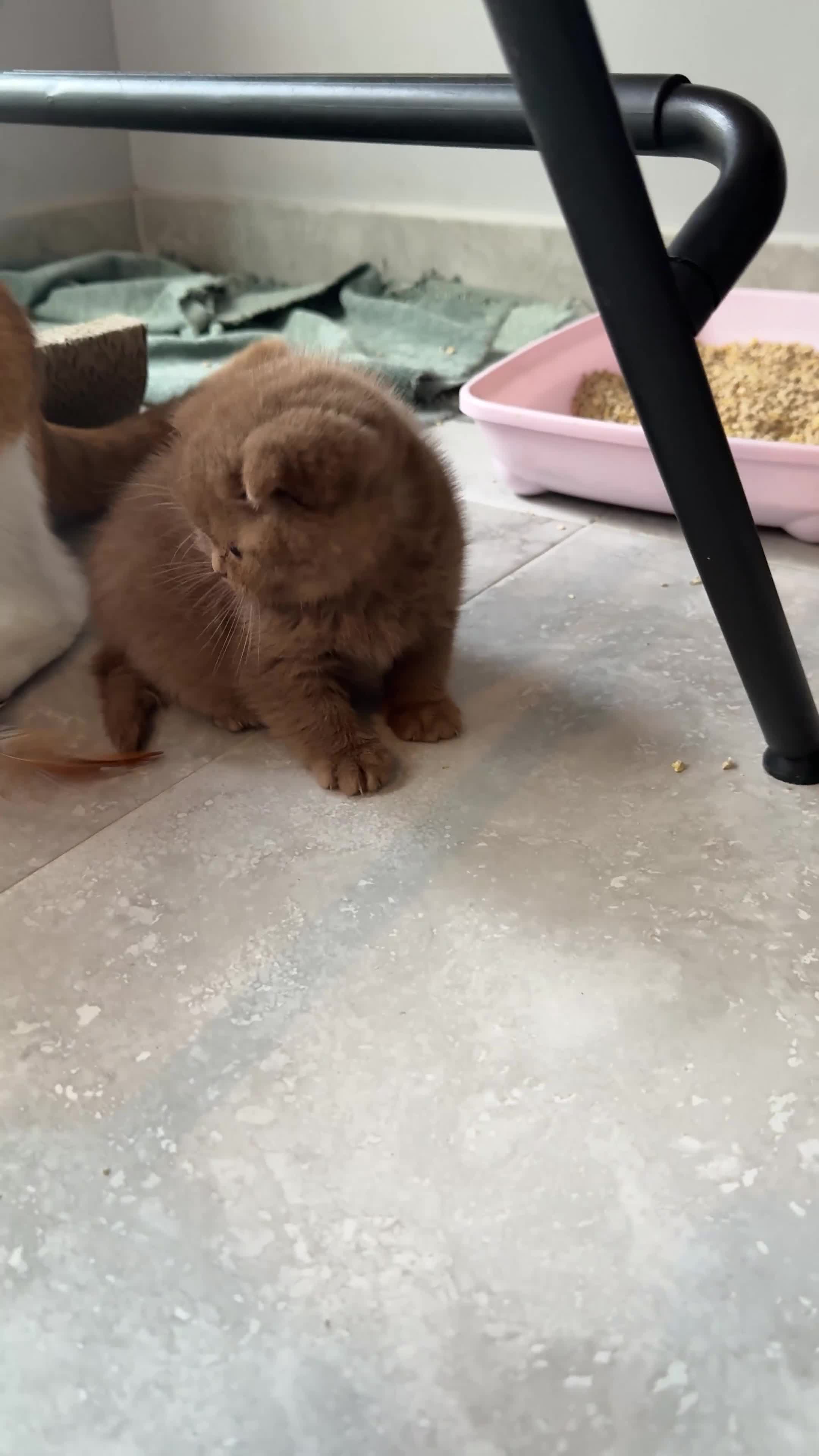 British Shorthair cats for sale: Cinnamon female Gccf - Video 1