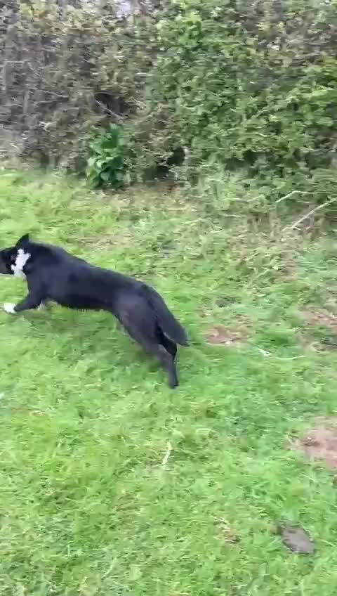 Border Collie dogs for sale: Border collie pups from Tyngraig Jock.  - Video 1