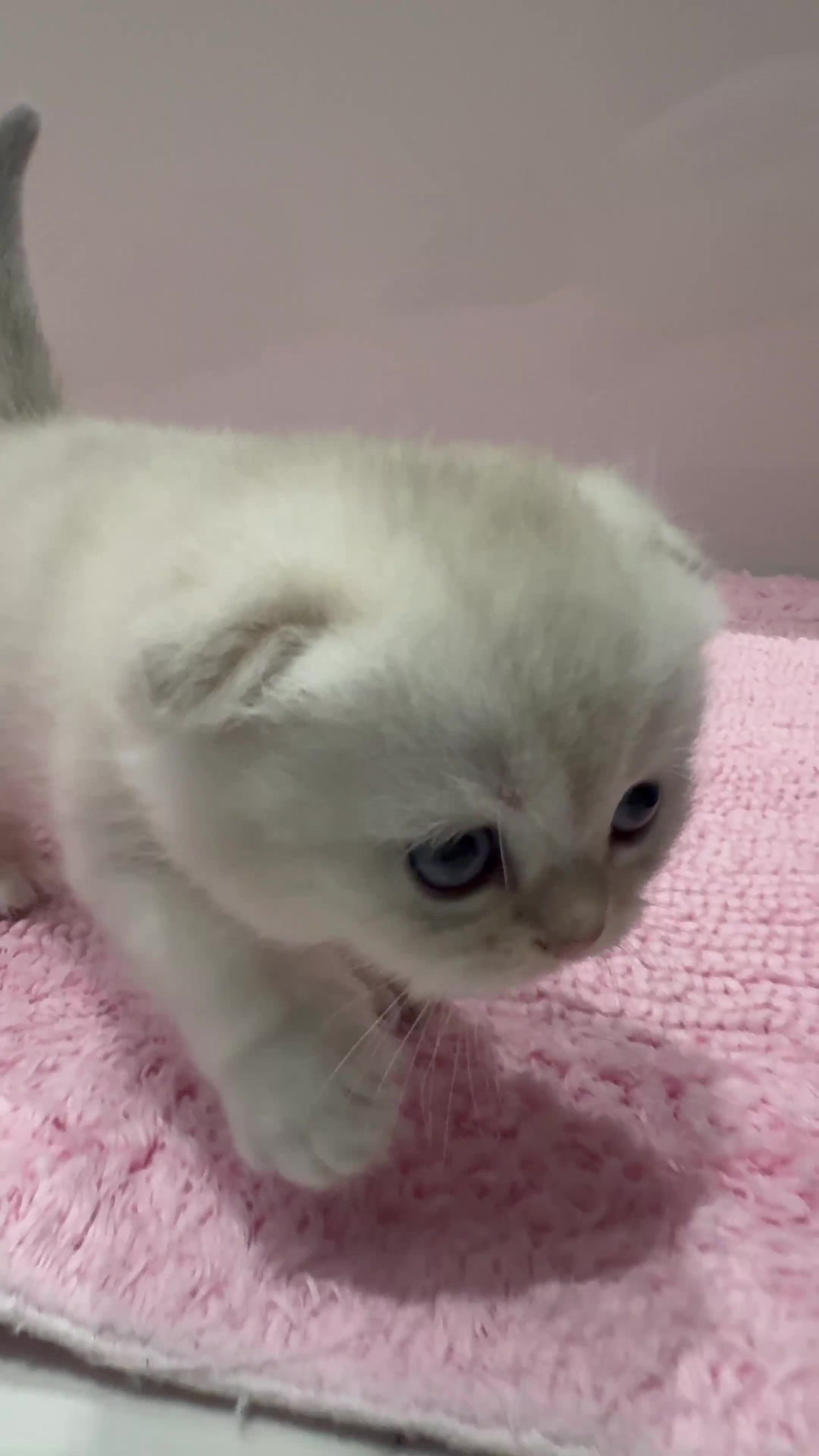 Scottish Fold cats for sale: Full pedigree Scottish fold kittens  - Video 1