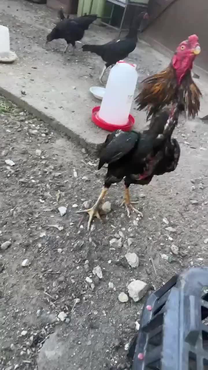 Mixed Breed birds for sale: Jape shamo x o shamo - Video 2
