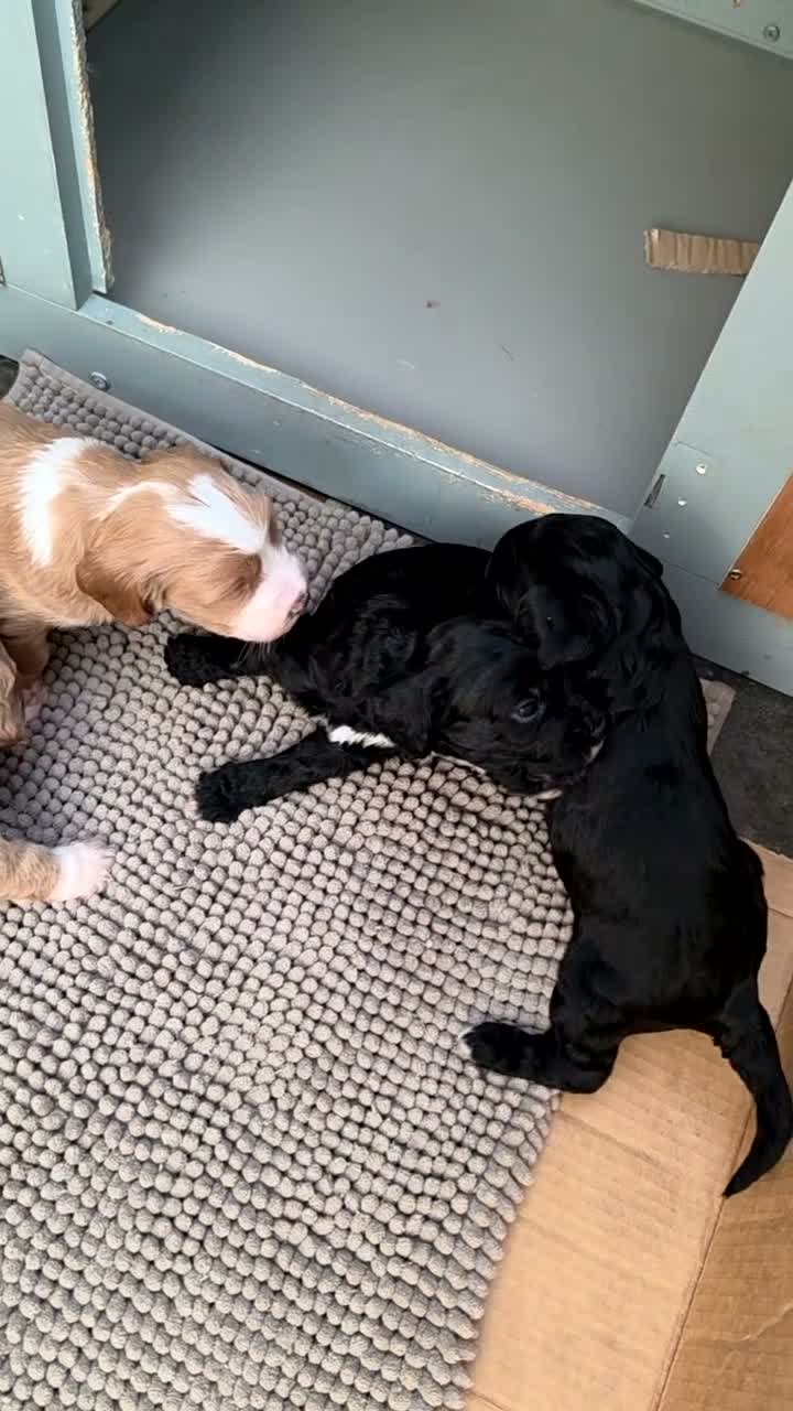 Cockapoo dogs for sale: Beautiful F1b Cockapoo Puppies – Caernarfon - Video 4