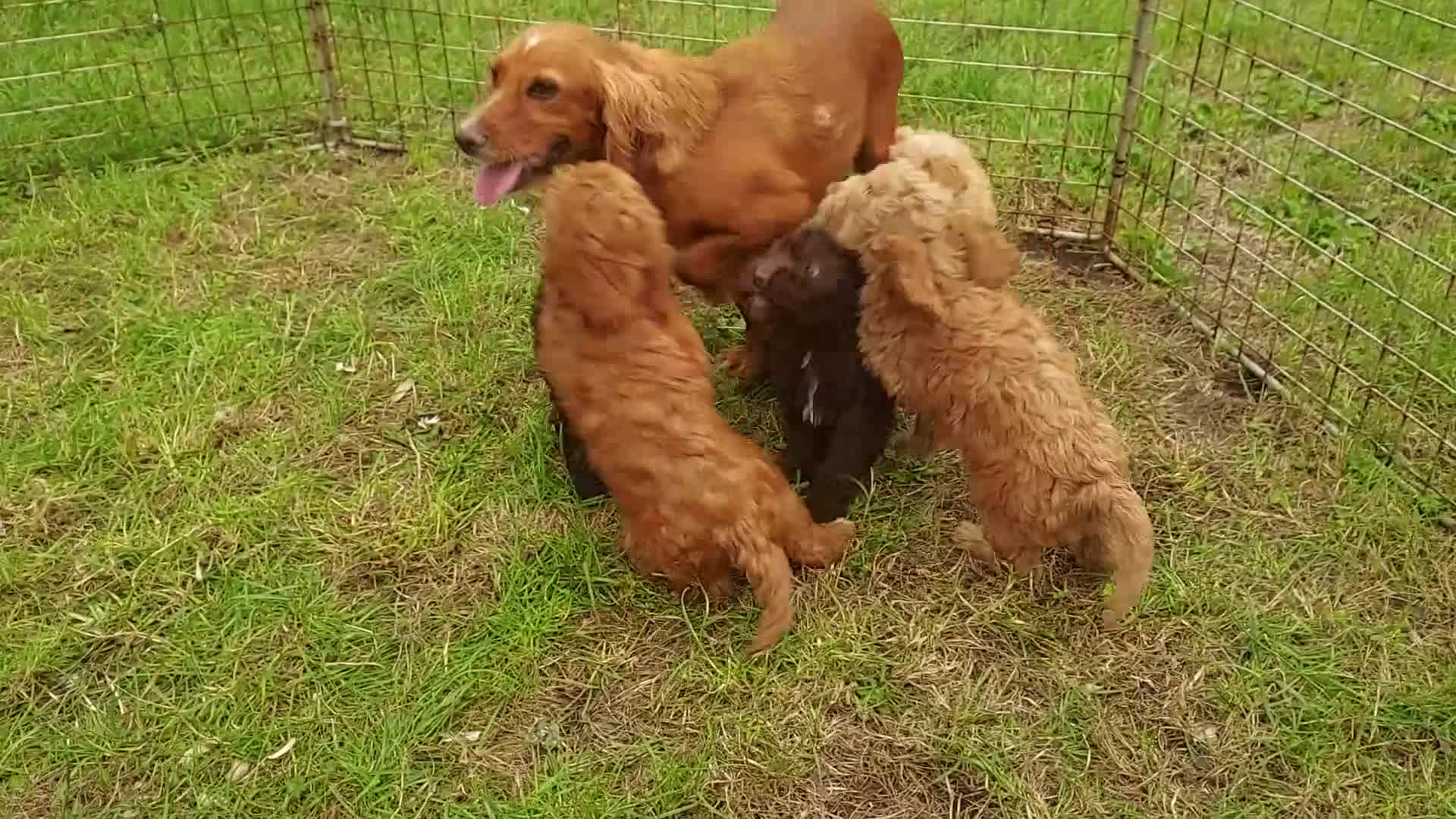 Cockapoo dogs for sale: F1 cockapoos available - Video 3