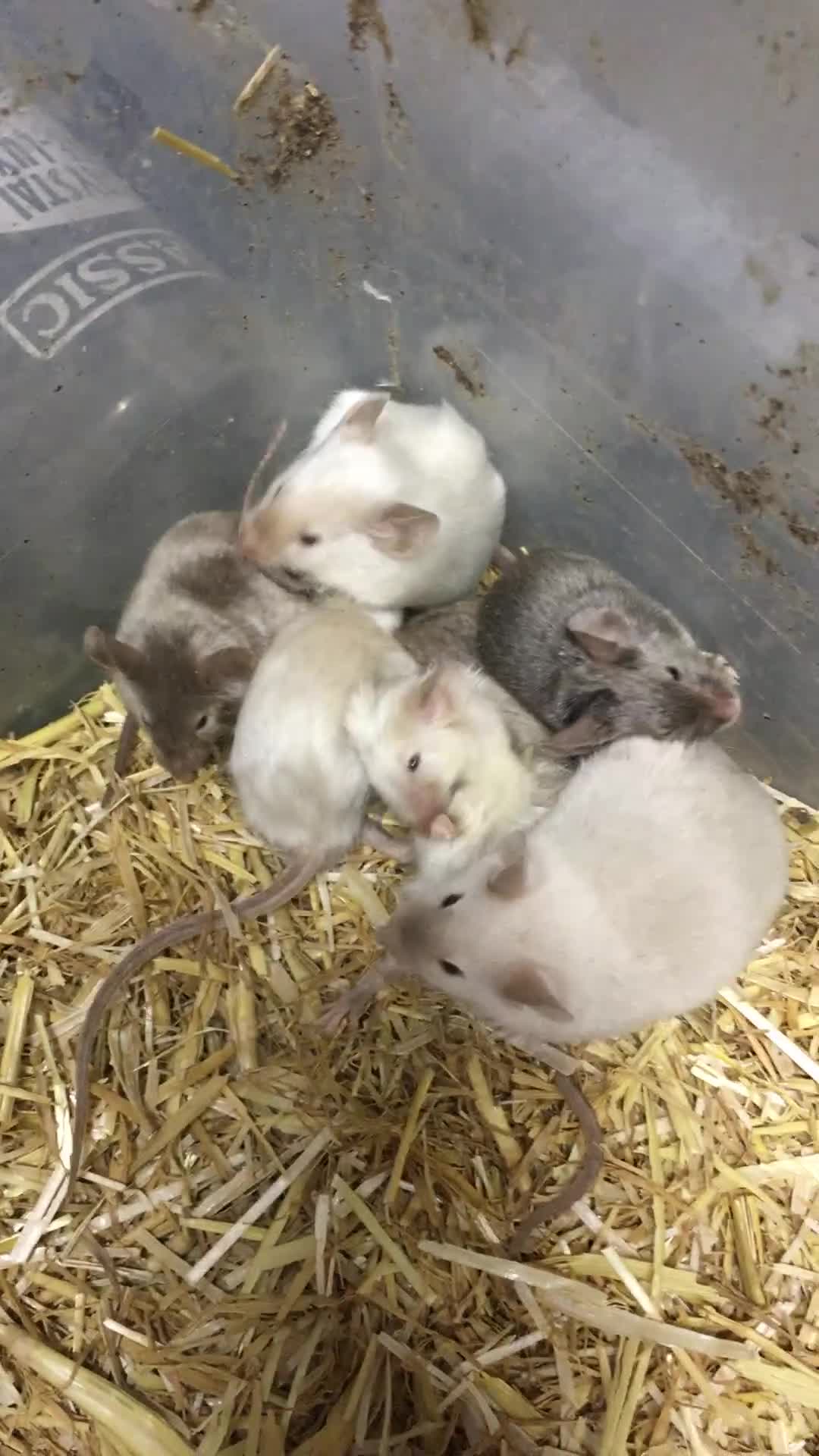 Mouse rodents for sale: Satin and het satin mice for sale.  in Highbridge - Video 1