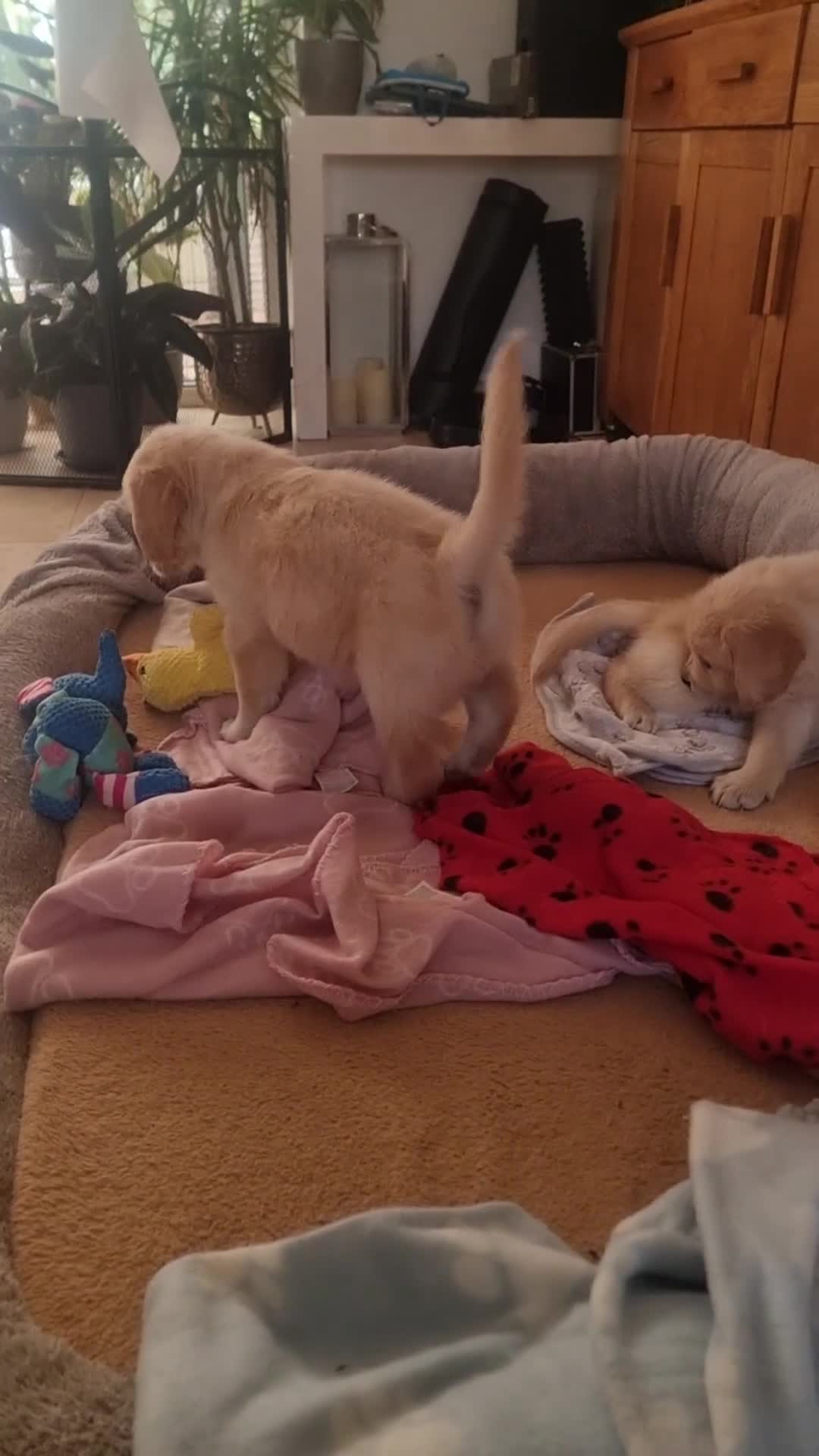 Golden Retriever dogs for sale: Last 2 Girls Left - KC Reg Golden Retriever Pups  - Video 3