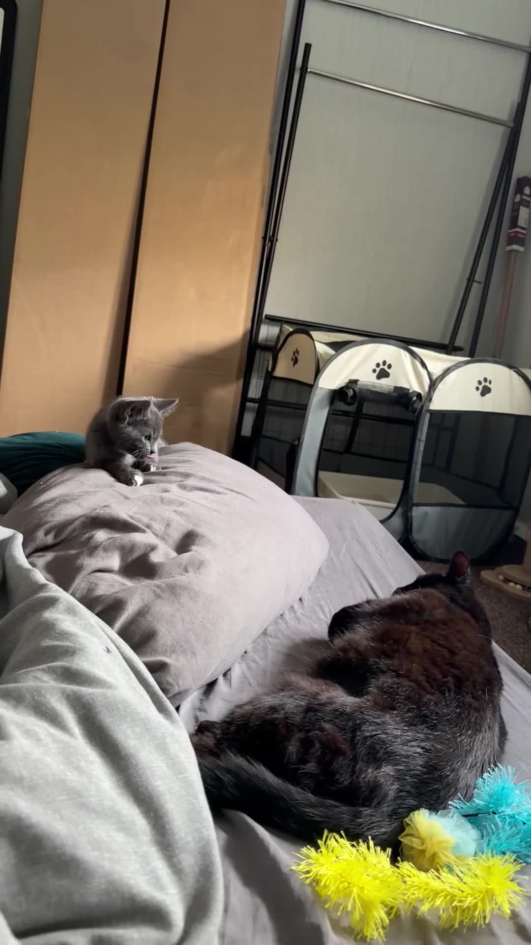 Mixed Breed cats for sale: Grey male cutie! in Sowerby Bridge - Video 1