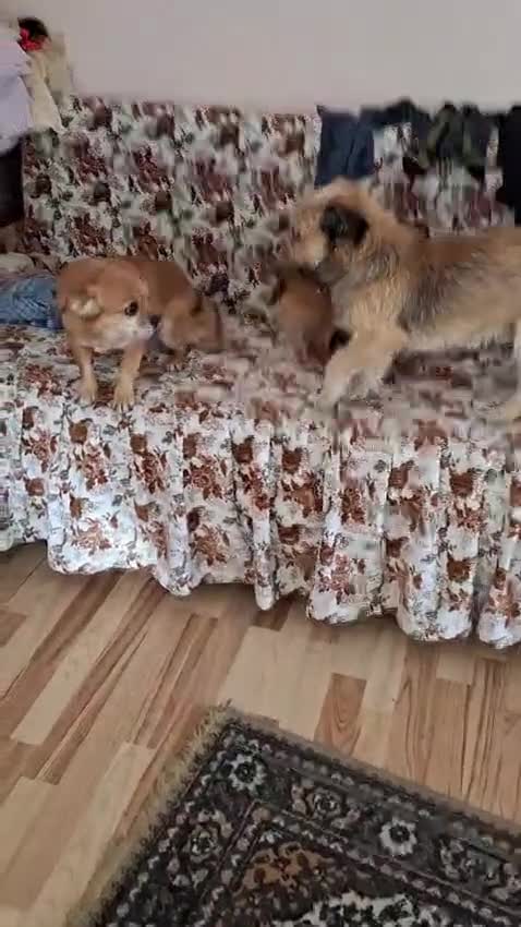 Mixed Breed dogs for adoption: 🐾 Meet COOKIE – Your Little Ray of Sunshine ☀️💛 - Video 1