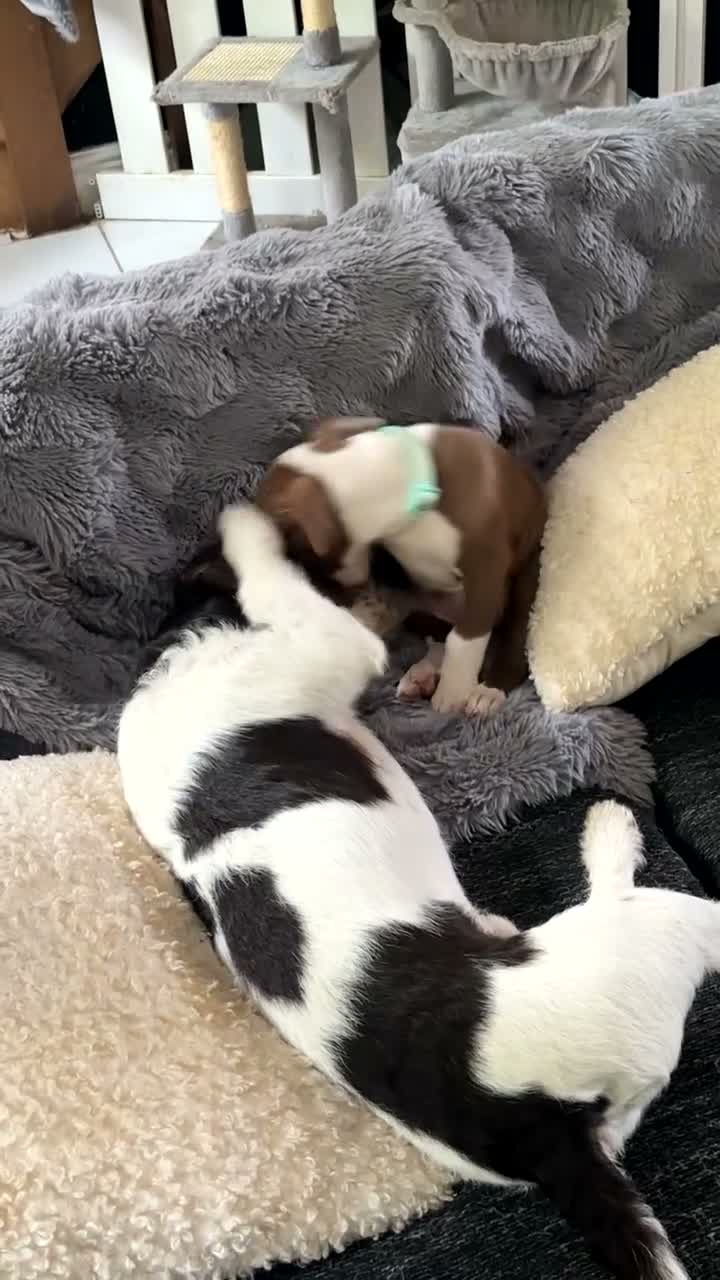 Mixed Breed dogs for sale: Jaques  - Video 1