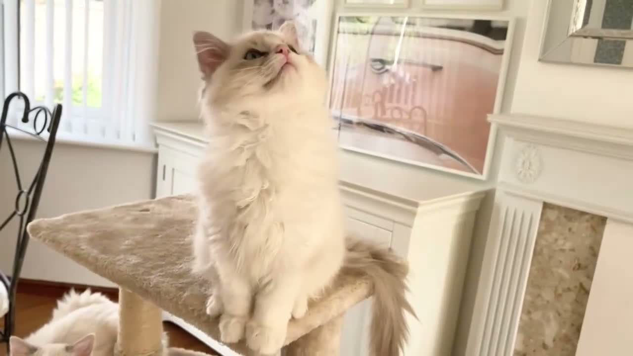 Ragdoll cats for sale: READY NOW *** GCCF REGISTERED RAGDOLL KITTENS - Video 3